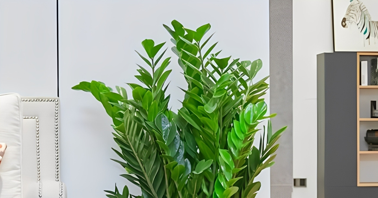 Cây kim tiền trồng trong nhà hợp với mệnh nào?