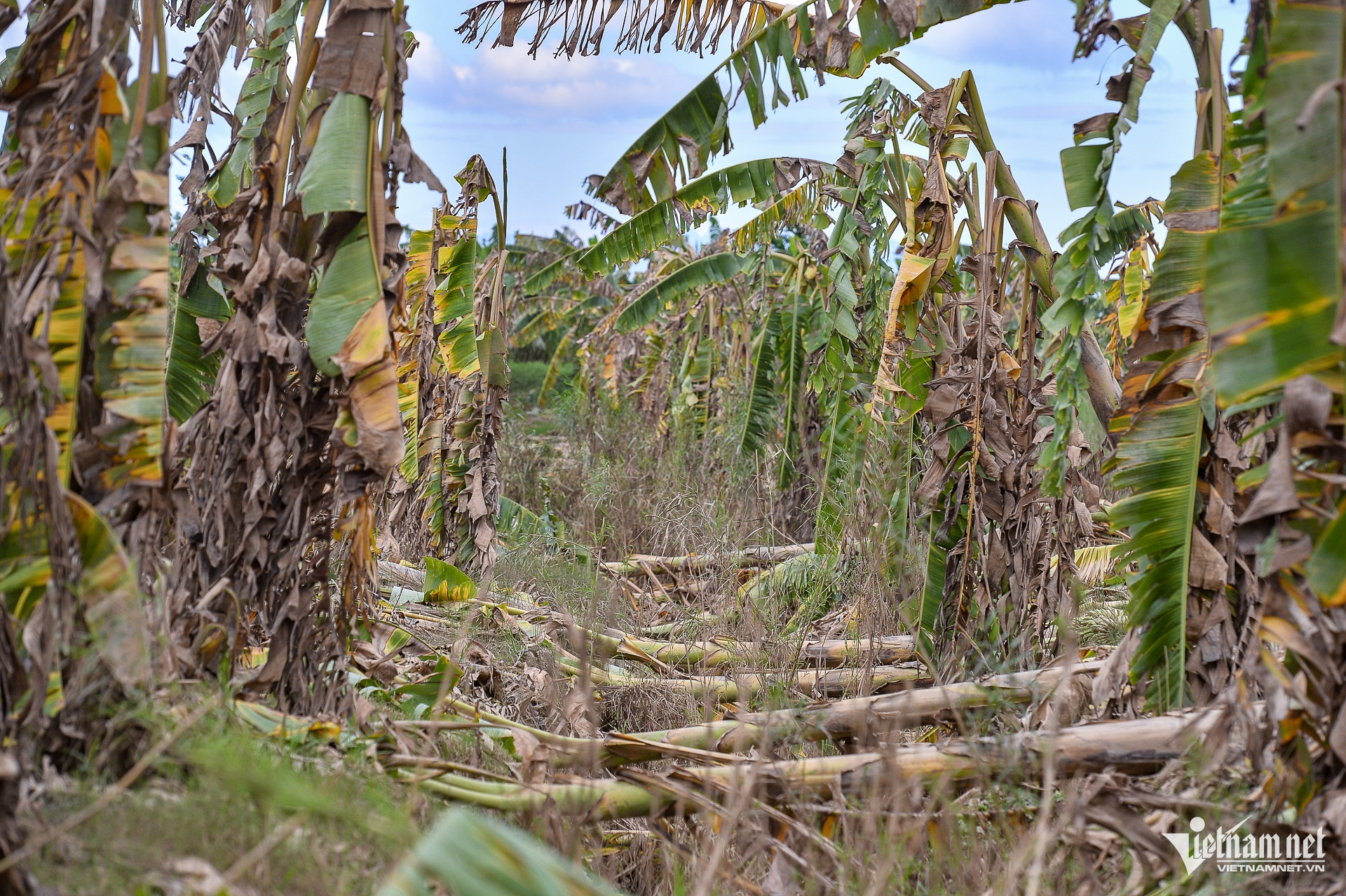 W-chuoichethangloatsaulu_hanoi (1 of 1).jpg