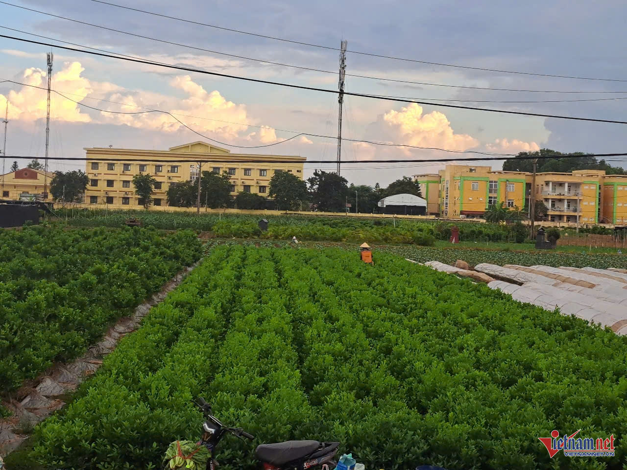 W-nah tin hai phong thay.jpg