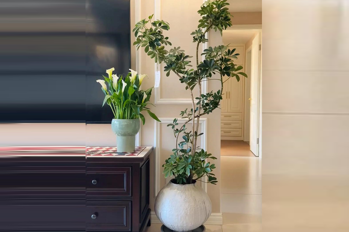 Người thuộc 2 mệnh này trồng cây ngũ gia bì cực kỳ thu hút may mắn và tài lộc