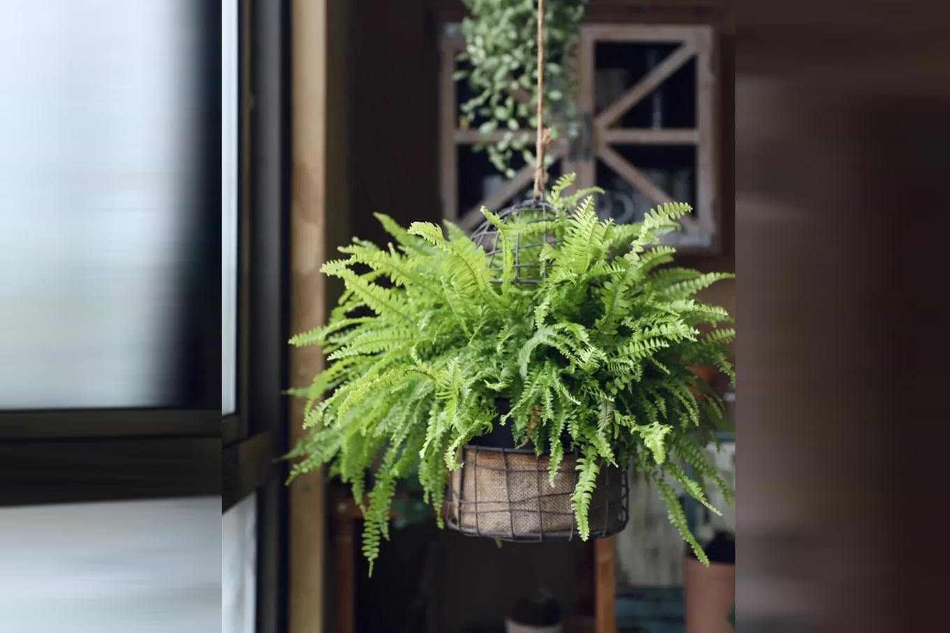 Người thuộc 3 mệnh này trồng cây dương xỉ cực hỗ trợ công việc và tài lộc