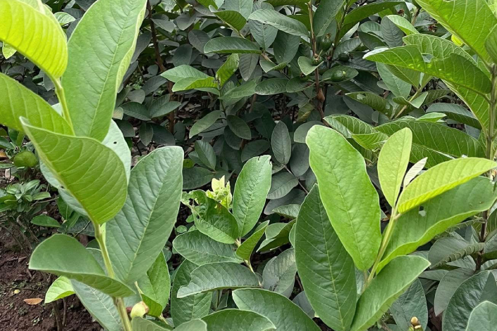 5 cách dùng lá ổi trị bệnh tại nhà