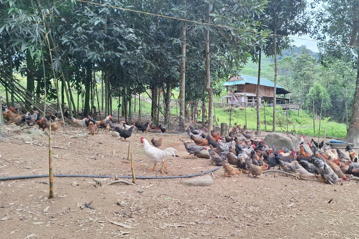 Chàng trai dân tộc Thái ở bản Pục làm giàu từ giống gà bản địa