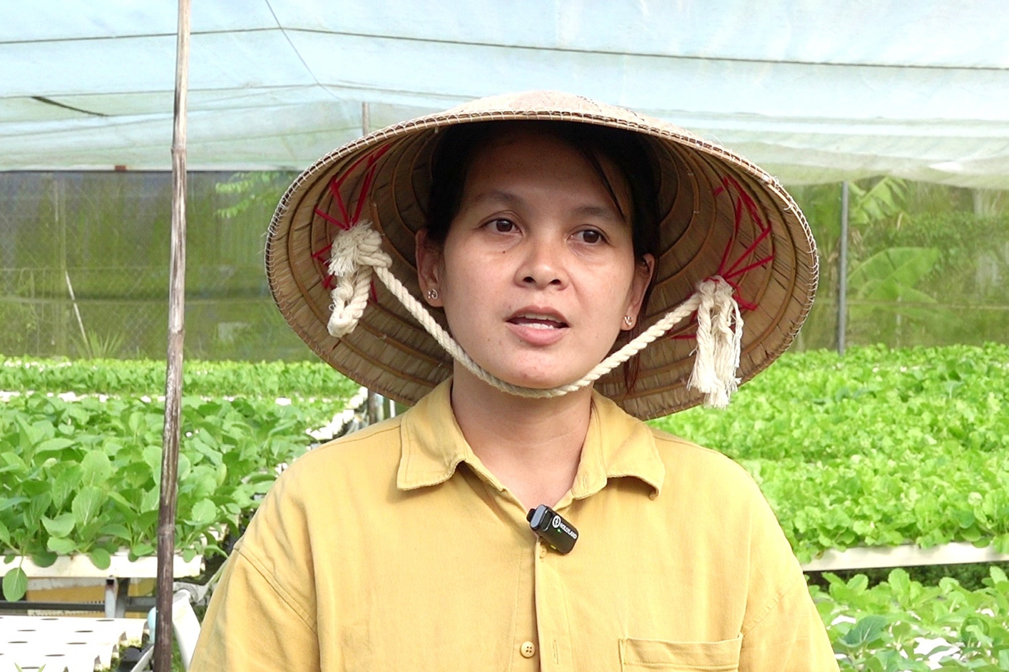 Người phụ nữ Cần Thơ bỏ nghề y, đầu tư 1 tỷ đồng làm vườn rau xanh 2.000m2