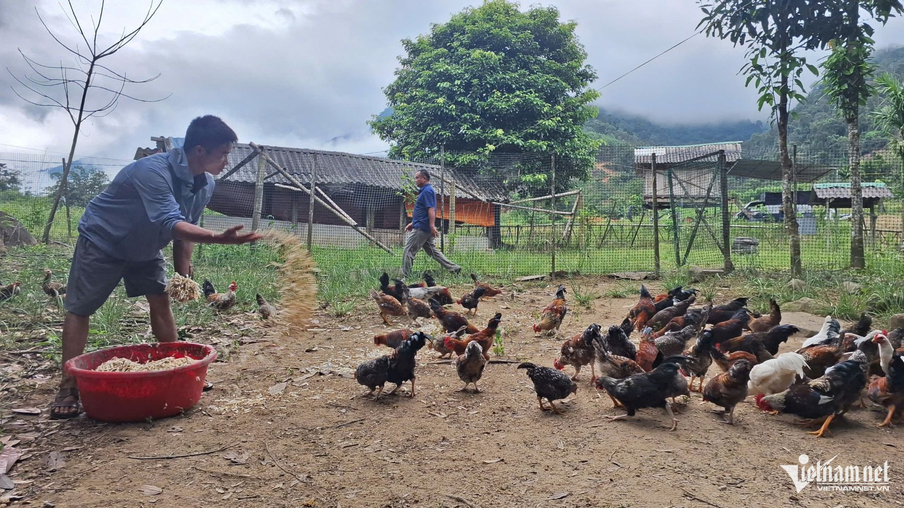 W-cho gà an sắn.jpg