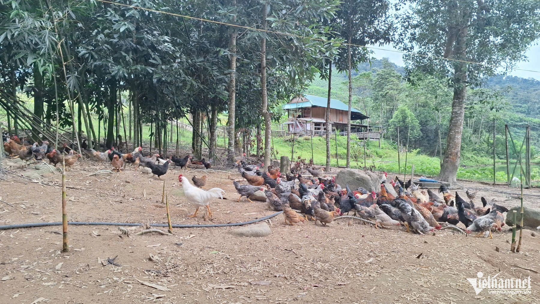 W-giống gà bản địa.jpg