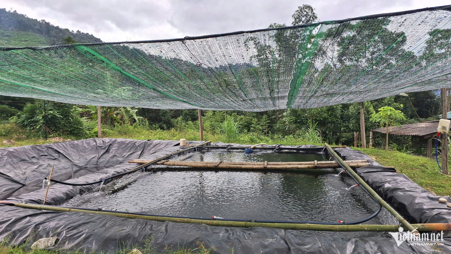 W-thử nghiệm nuôi cá tầm.jpg