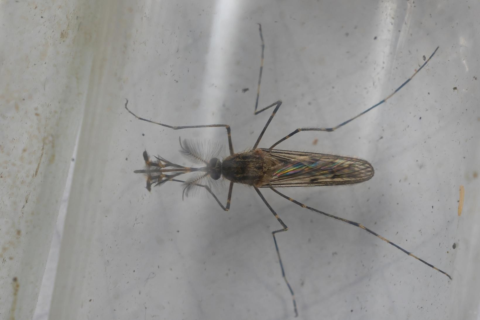 Iceland tìm thấy những con muỗi đầu tiên sau đợt nắng nóng kỷ lục