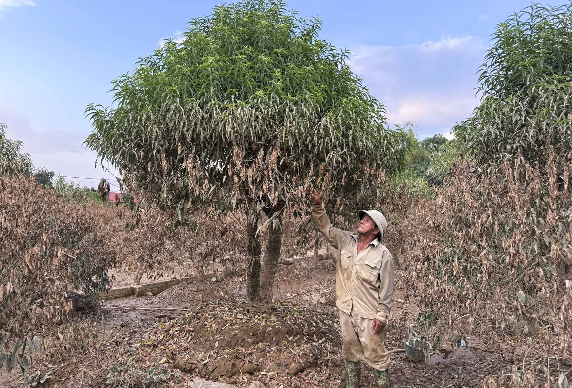 Người dân bần thần trước cảnh tượng khó tin ở những vườn đào tiền tỷ sau bão