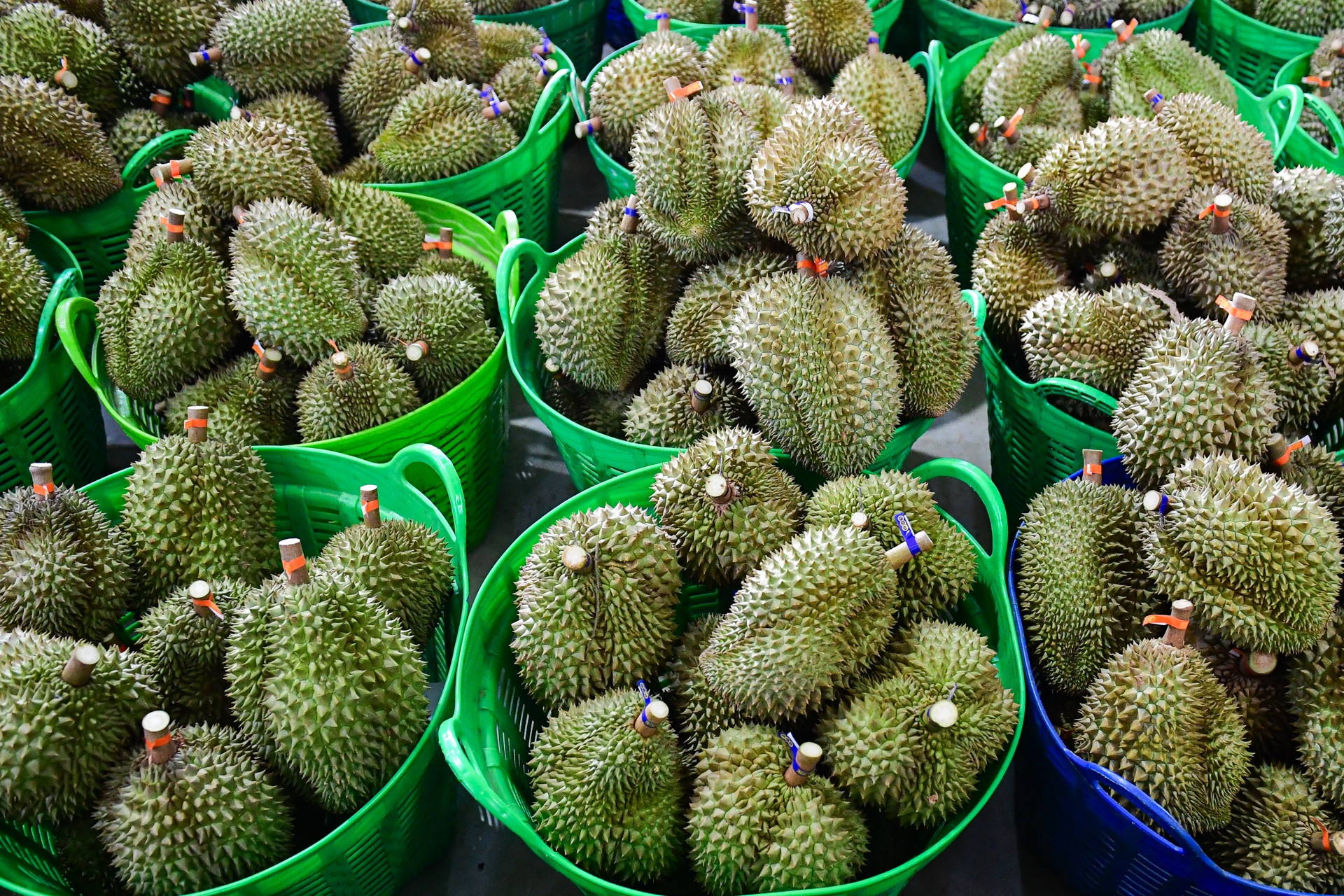 Nguy cơ hư hỏng hàng nghìn tấn sầu riêng; giá trứng gà bất ngờ tăng vọt