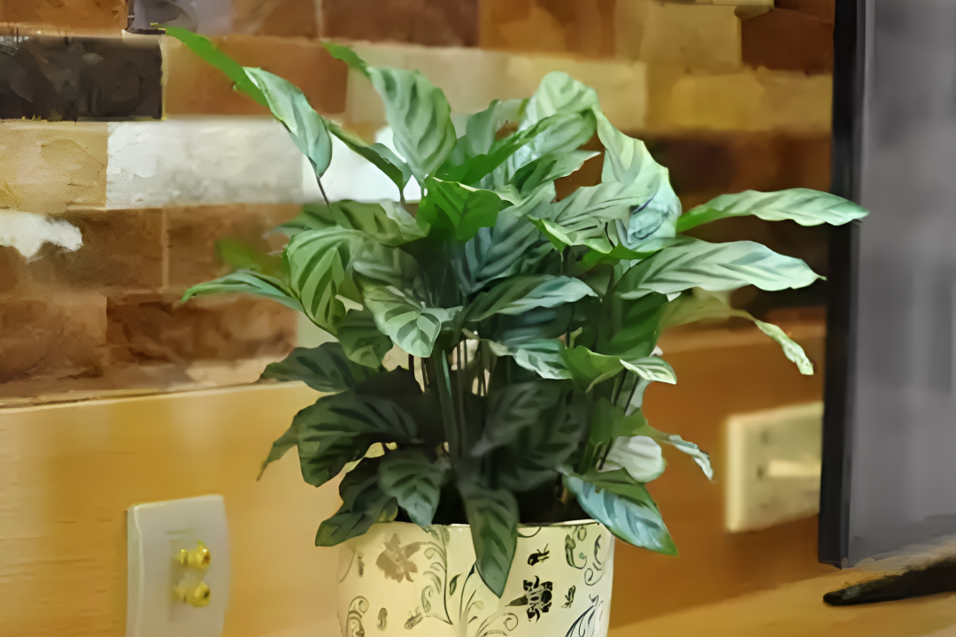 Trồng cây này trong nhà cực tốt: Tăng vận khí, hút tài lộc