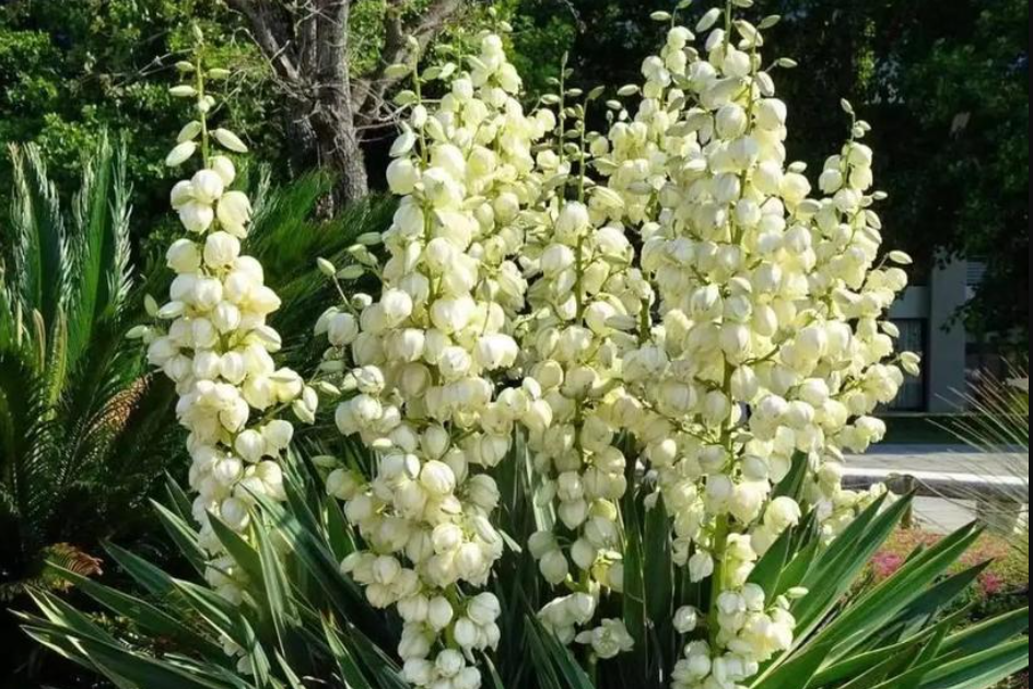 Dứa Nam Mỹ - 'lá chắn' phong thủy mang lại bình an và may mắn cho gia chủ