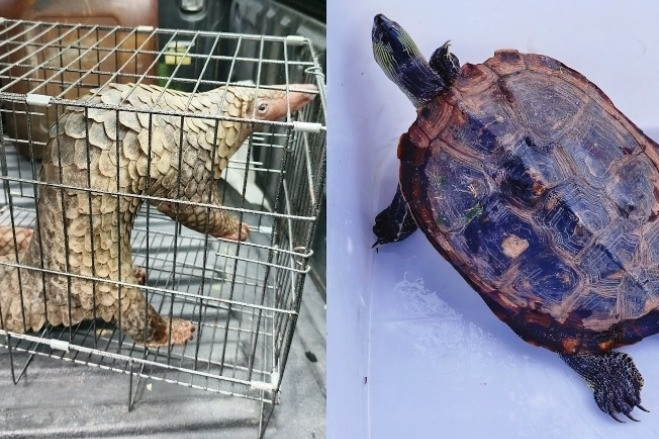 Người dân TPHCM liên tiếp giao nộp rùa cổ sọc, tê tê quý hiếm cho kiểm lâm