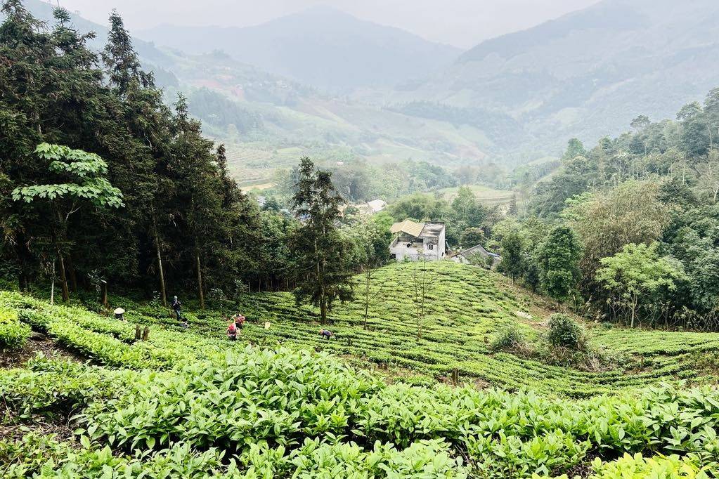 Xây dựng khu vực biên giới vững mạnh: Sắc màu ấm no nhìn từ những đồi chè ở vùng biên giới Lào Cai