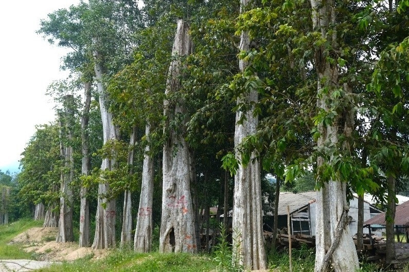 Buộc thôi việc Chi cục trưởng Chi cục Kiểm lâm tỉnh Gia Lai