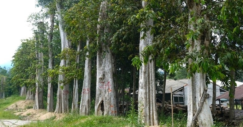 Buộc thôi việc Chi cục trưởng Chi cục Kiểm lâm tỉnh Gia Lai