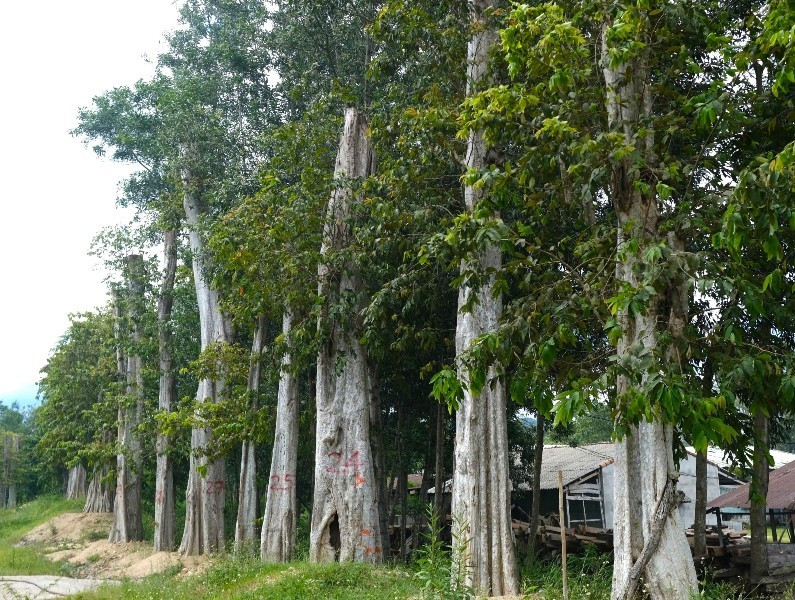 Buộc thôi việc Chi cục trưởng Kiểm lâm tỉnh Gia Lai.jpg