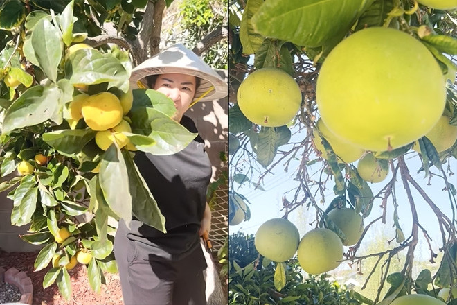 Danh hài Thúy Nga 'bội thu' cây trái trong biệt thự triệu đô ở Mỹ