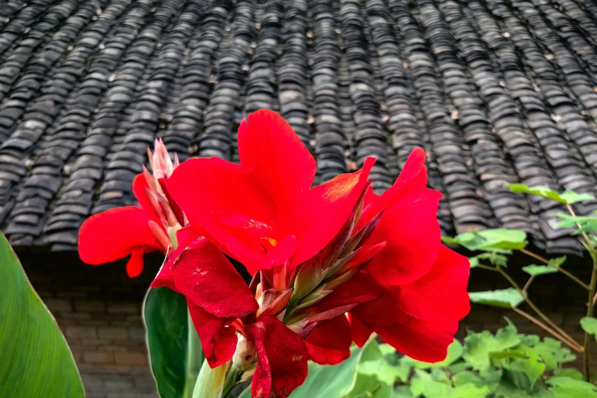 Ý nghĩa phong thủy và cách trồng, chăm sóc cây Dong riềng đỏ