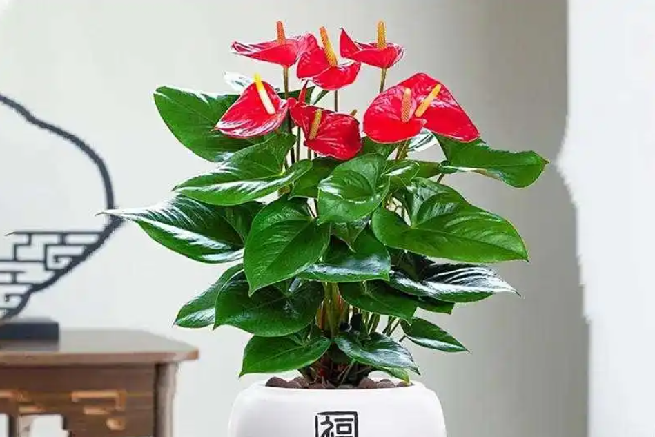 Người thuộc 2 mệnh này trồng cây hồng môn thu hút tài lộc, may mắn và thăng tiến