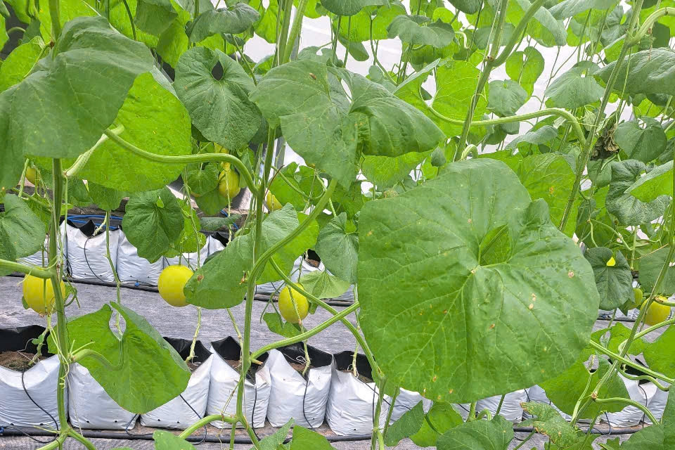 OCOP góp phần nâng cao chất lượng xây dựng nông thôn mới ở Hải Phòng