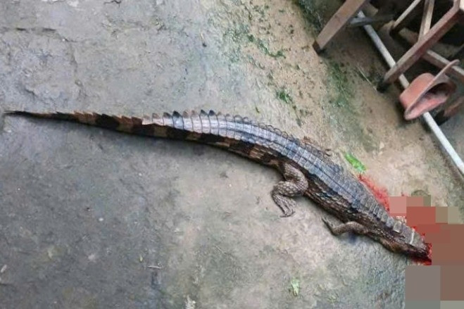 Thầy giáo bị cá sấu xổng chuồng cắn rách chân