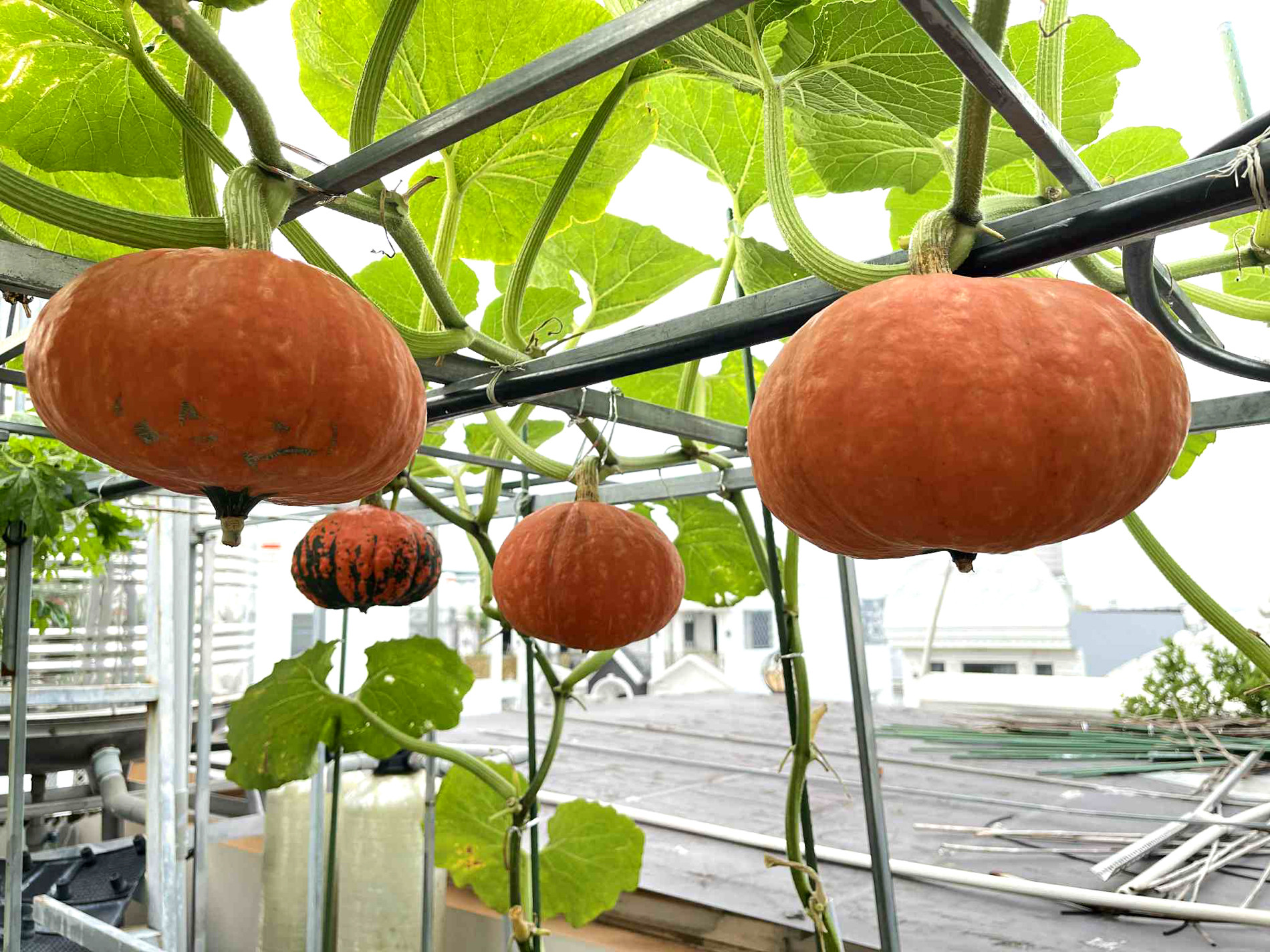 vườn bí mặt trời tặng con ngày halloween 4.jpg