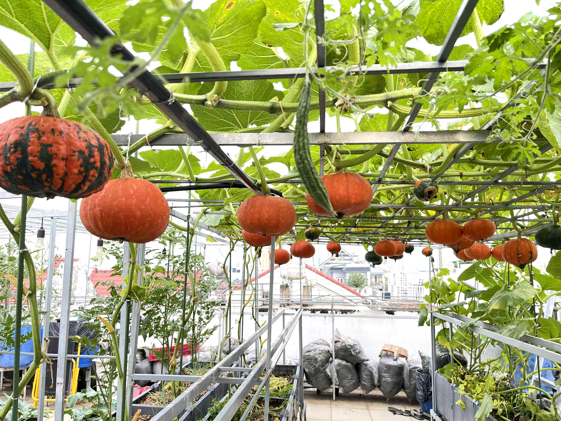 vườn bí mặt trời tặng con ngày halloween 7.jpg