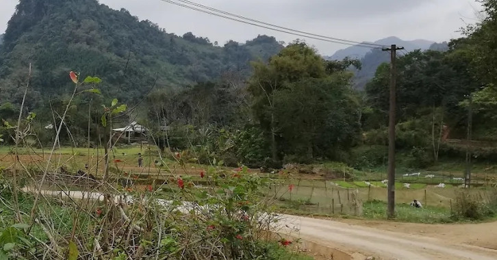 Biên bản của kiểm lâm tiết lộ sự thật thông tin hổ xuất hiện ở Phú Thọ