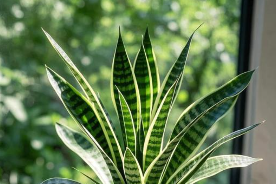 Cách trồng và ý nghĩa phong thủy của cây lưỡi hổ