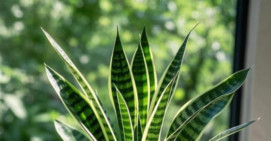 Cách trồng và ý nghĩa phong thủy của cây lưỡi hổ