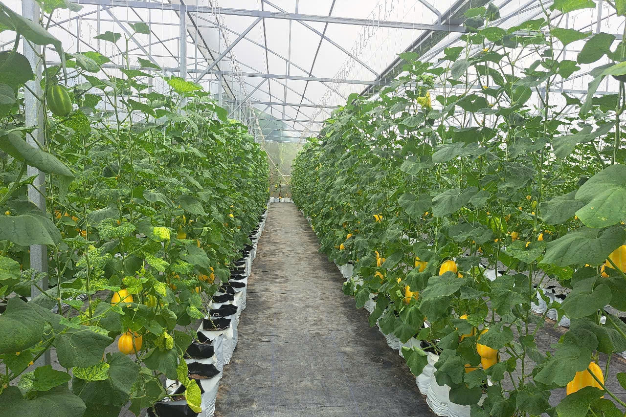 Phát triển nông nghiệp công nghệ cao: Nâng chất nông thôn mới Hải Phòng