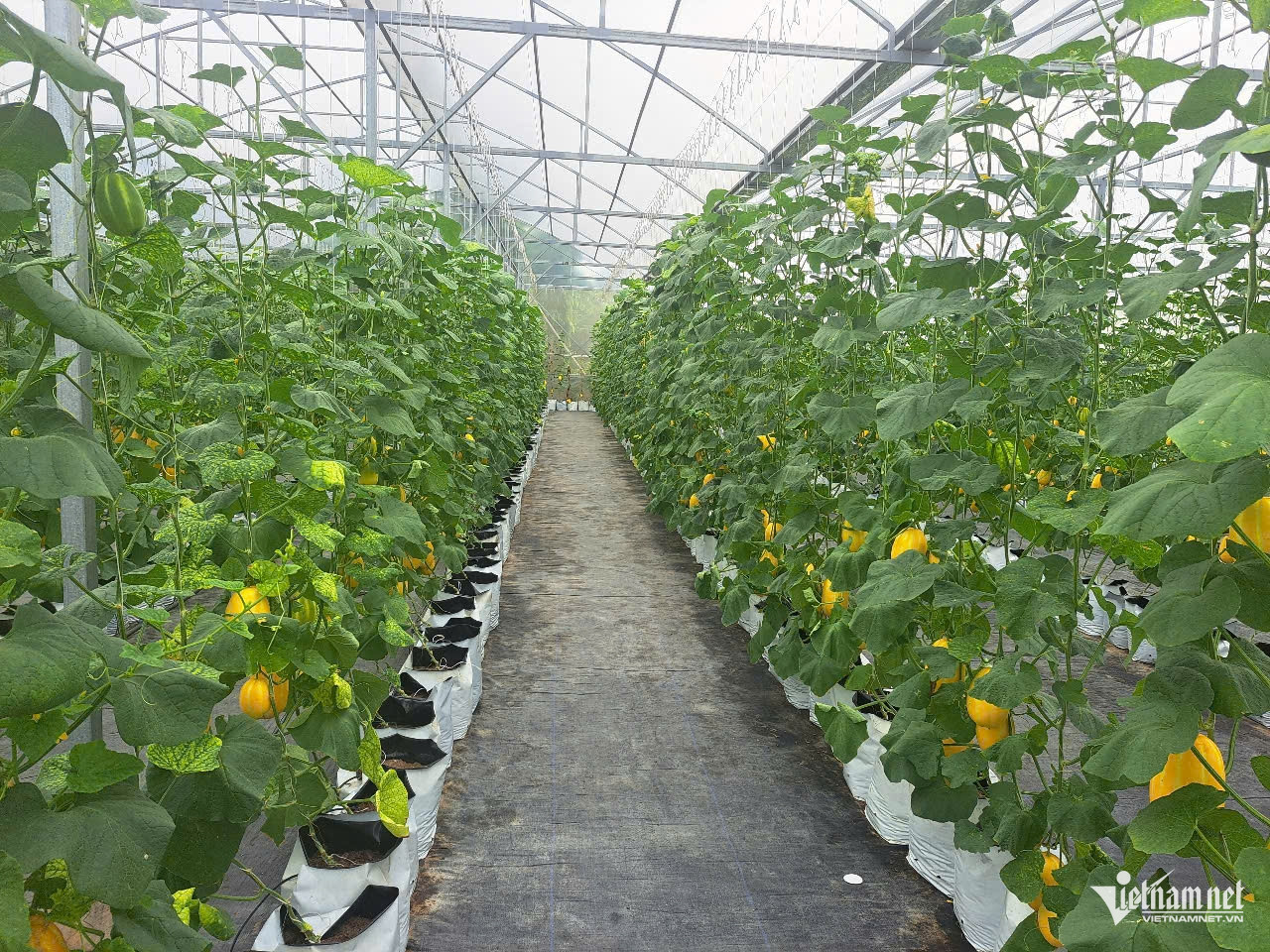 W-anh bai cong nghe cao HP.jpg