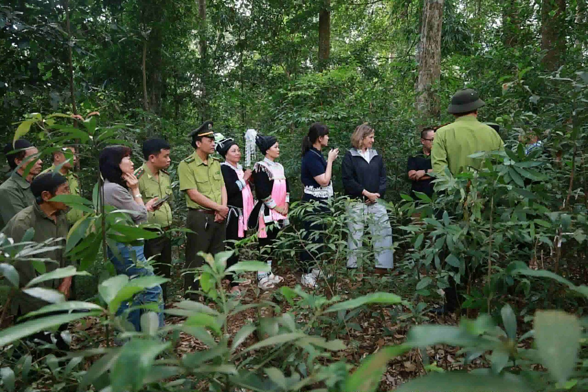 Tăng cường khả năng chống chịu khí hậu và quản lý rừng bền vững tại Việt Nam