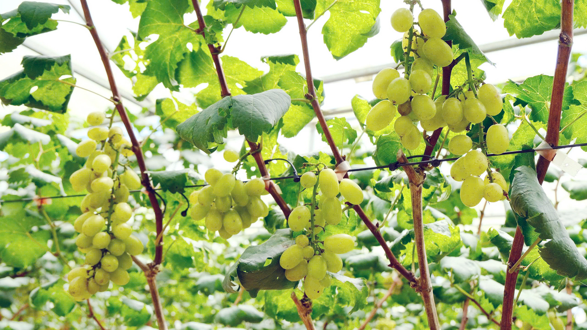 Vườn nho 5.jpg