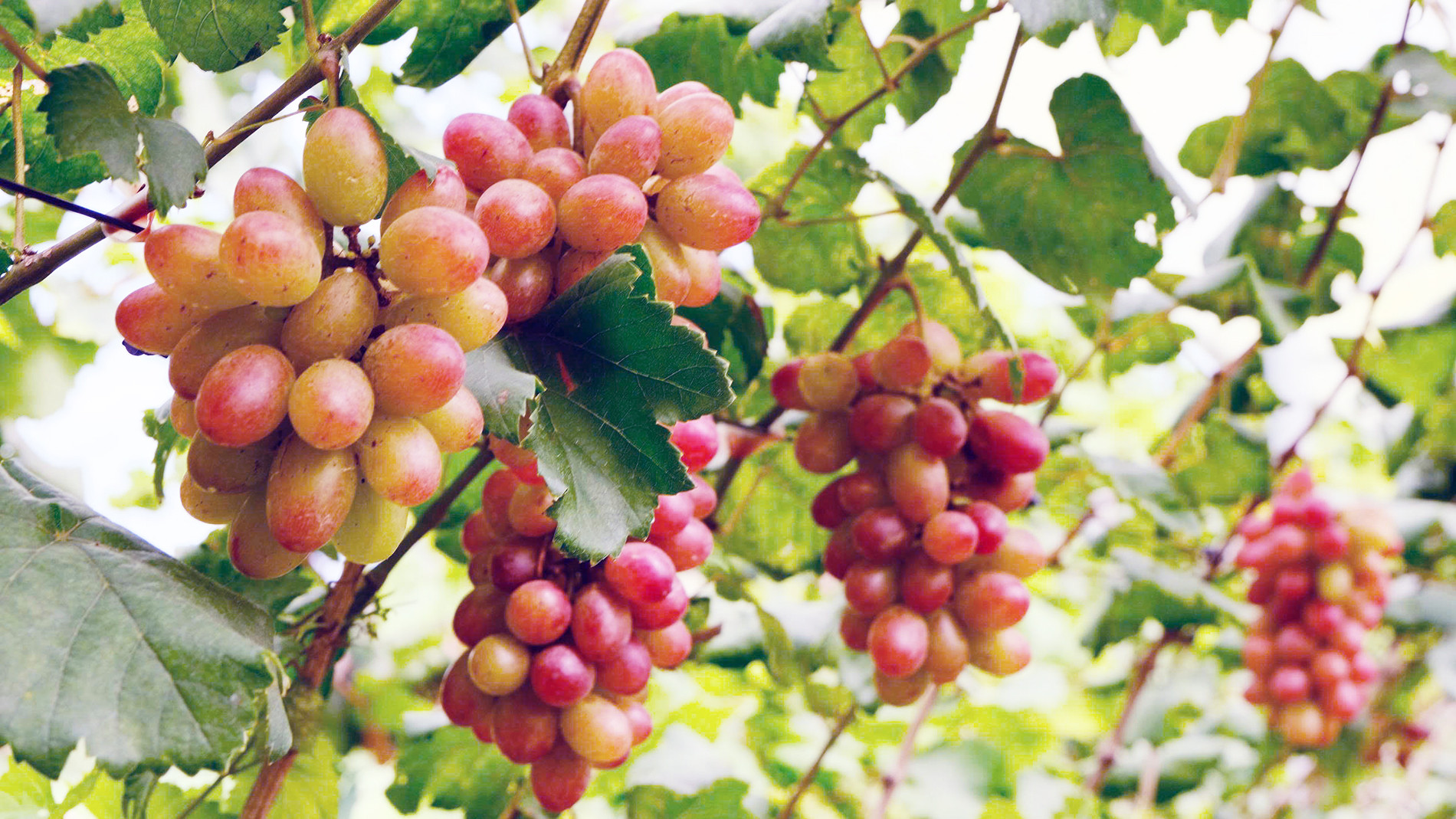 Vườn nho 6.jpg