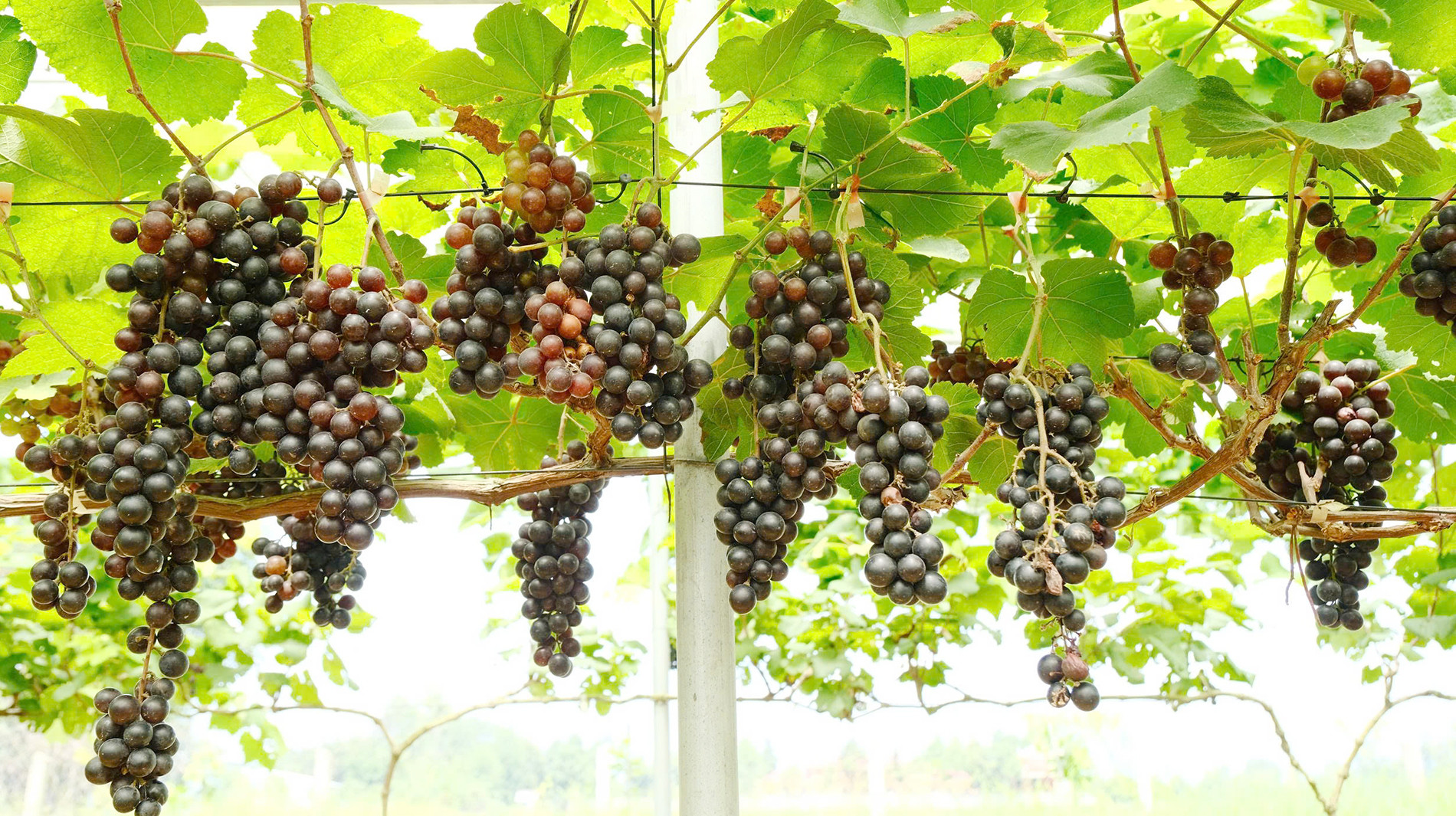 Vườn nho 7.jpg