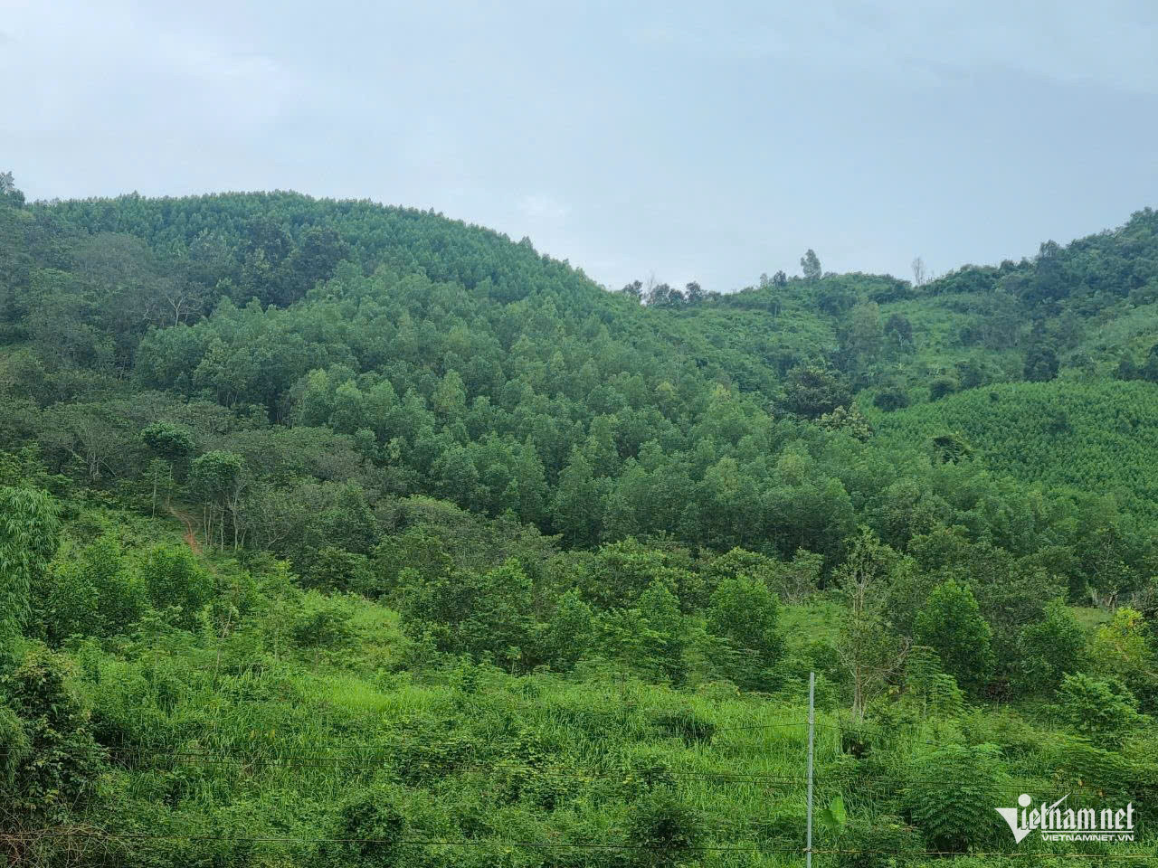 W-rung cay net zero.jpg