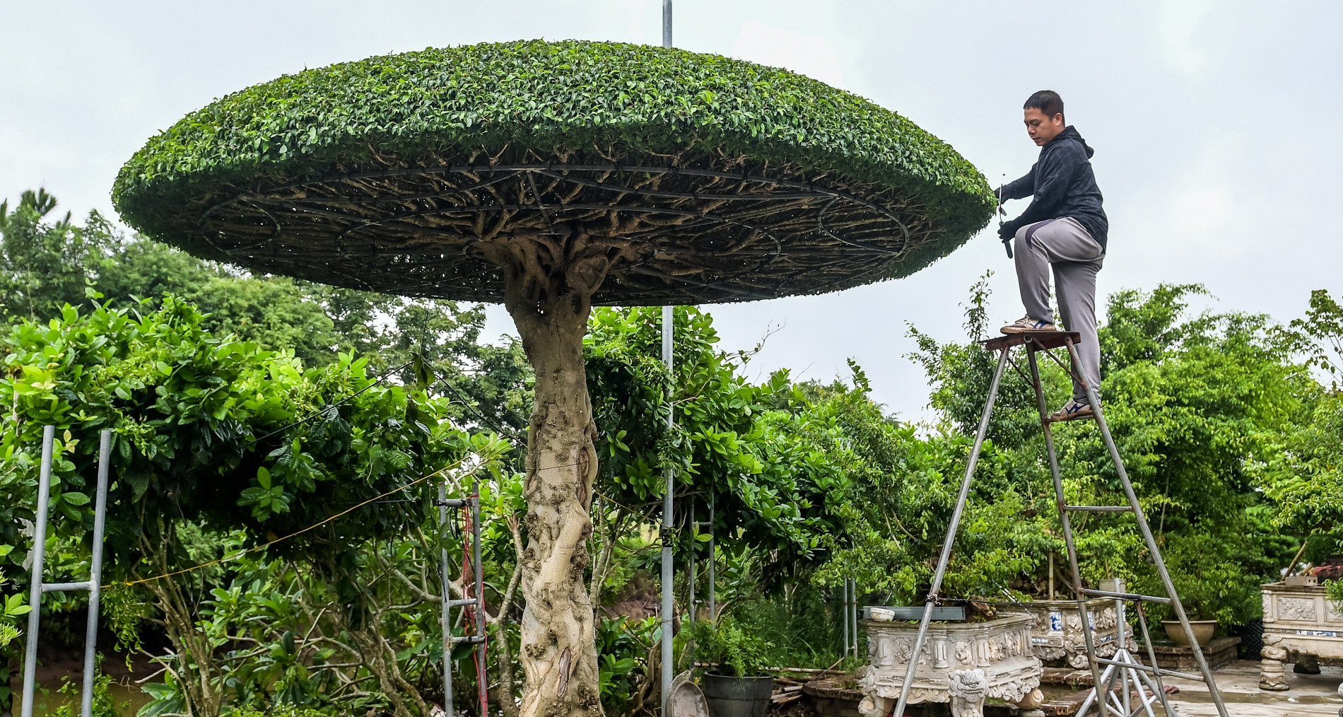 Nghề lạ ở làng Vị Khê: Chỉ cắt tỉa vài nhát kéo, thu nhập bằng kỹ sư
