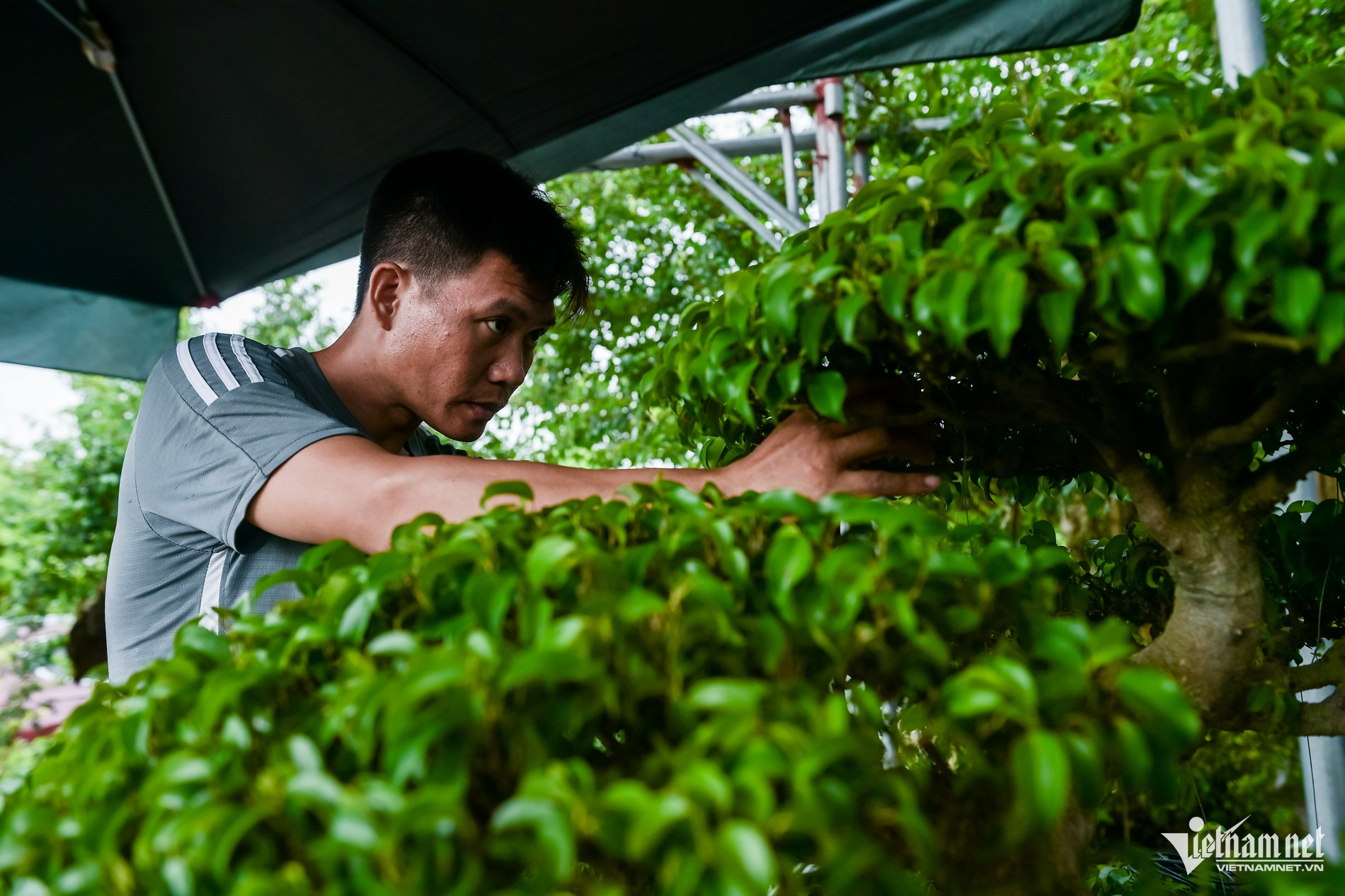 W-cắt tỉa cây_4.jpg