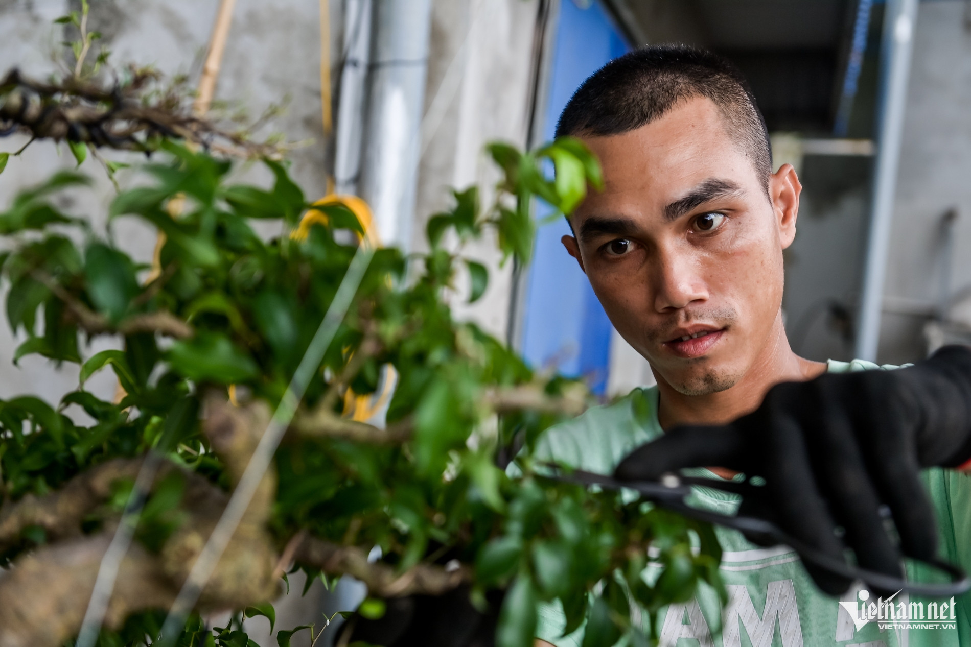 W-cắt tỉa cây_5.jpg