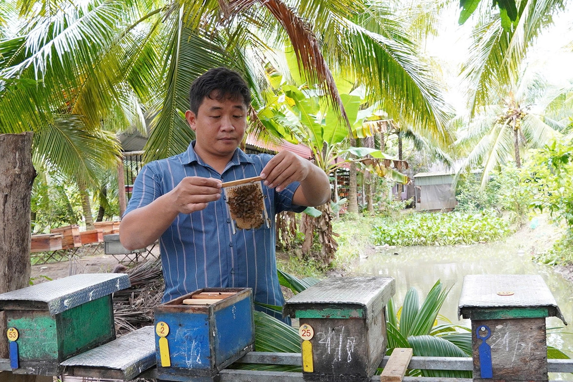 Bỏ nghề IT về quê nuôi ong, chàng trai Cần Thơ kiếm tiền tỷ mỗi năm