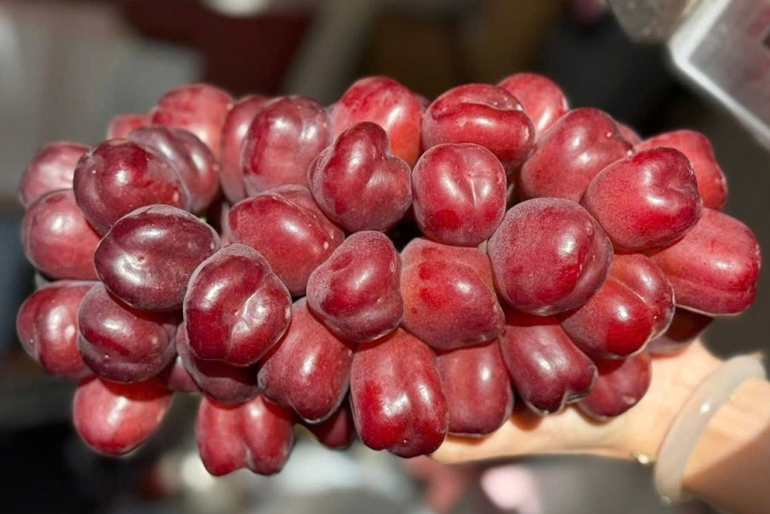 Loại nho mới của Trung Quốc đổ bộ chợ Việt, giá đắt gấp 10 hàng ‘quý tộc’
