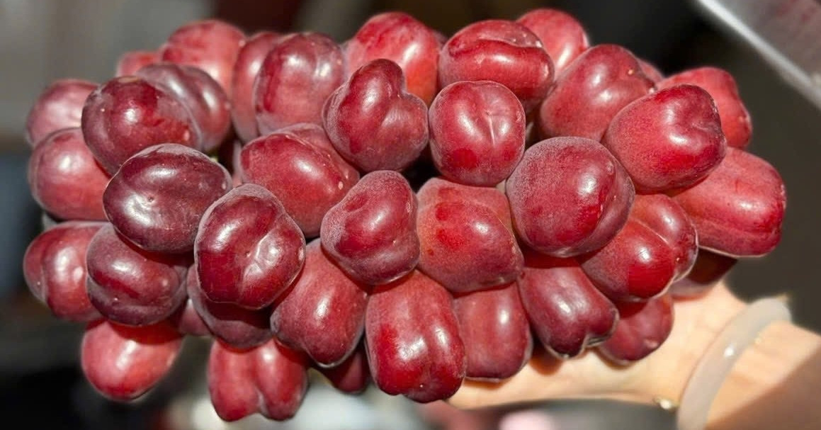 Loại nho mới của Trung Quốc đổ bộ chợ Việt, giá đắt gấp 10 hàng ‘quý tộc’