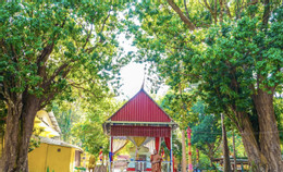 cặp vải thiều.jpg