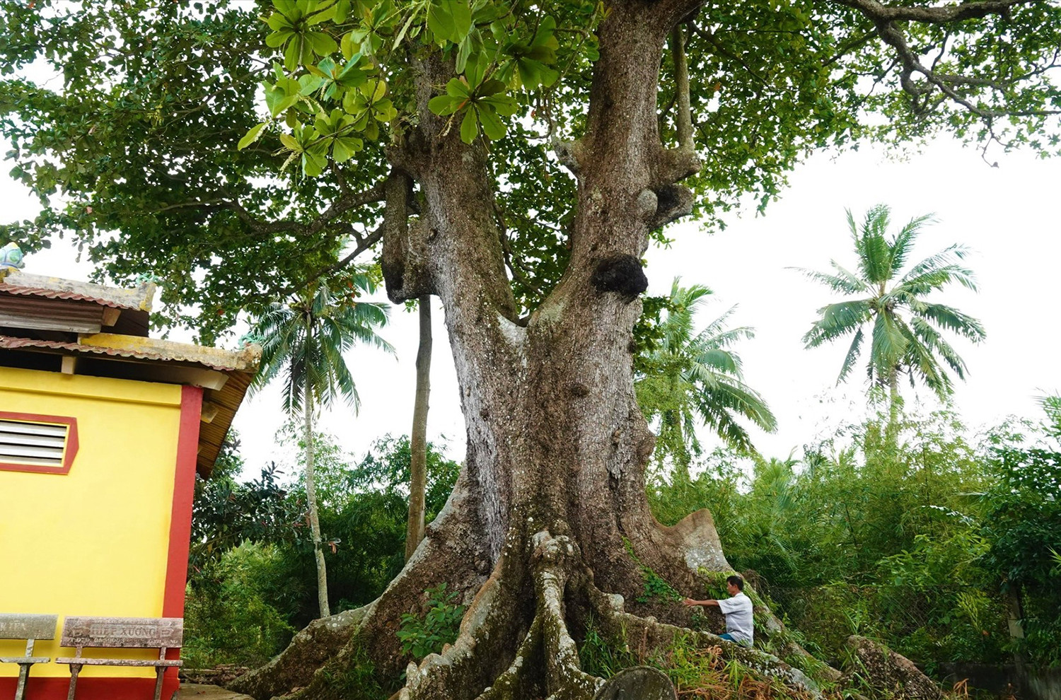 cây bàng 2.jpg