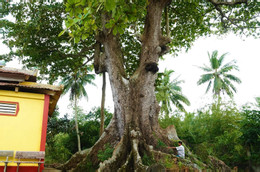 cây bàng 2.jpg