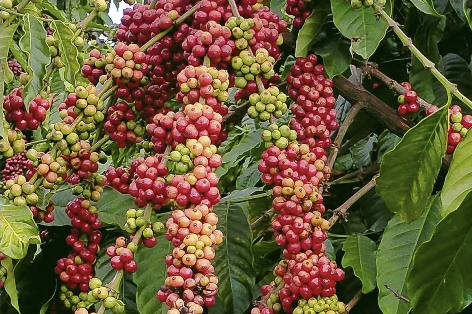 Cơ quan đại diện Việt Nam tại Pháp tích cực xúc tiến thương mại – đầu tư