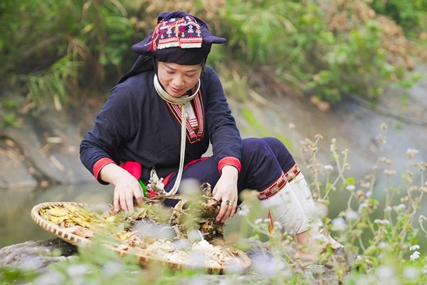 Nỗi lòng người giữ nghề thuốc Nam gia truyền của người Dao ở Ba Vì