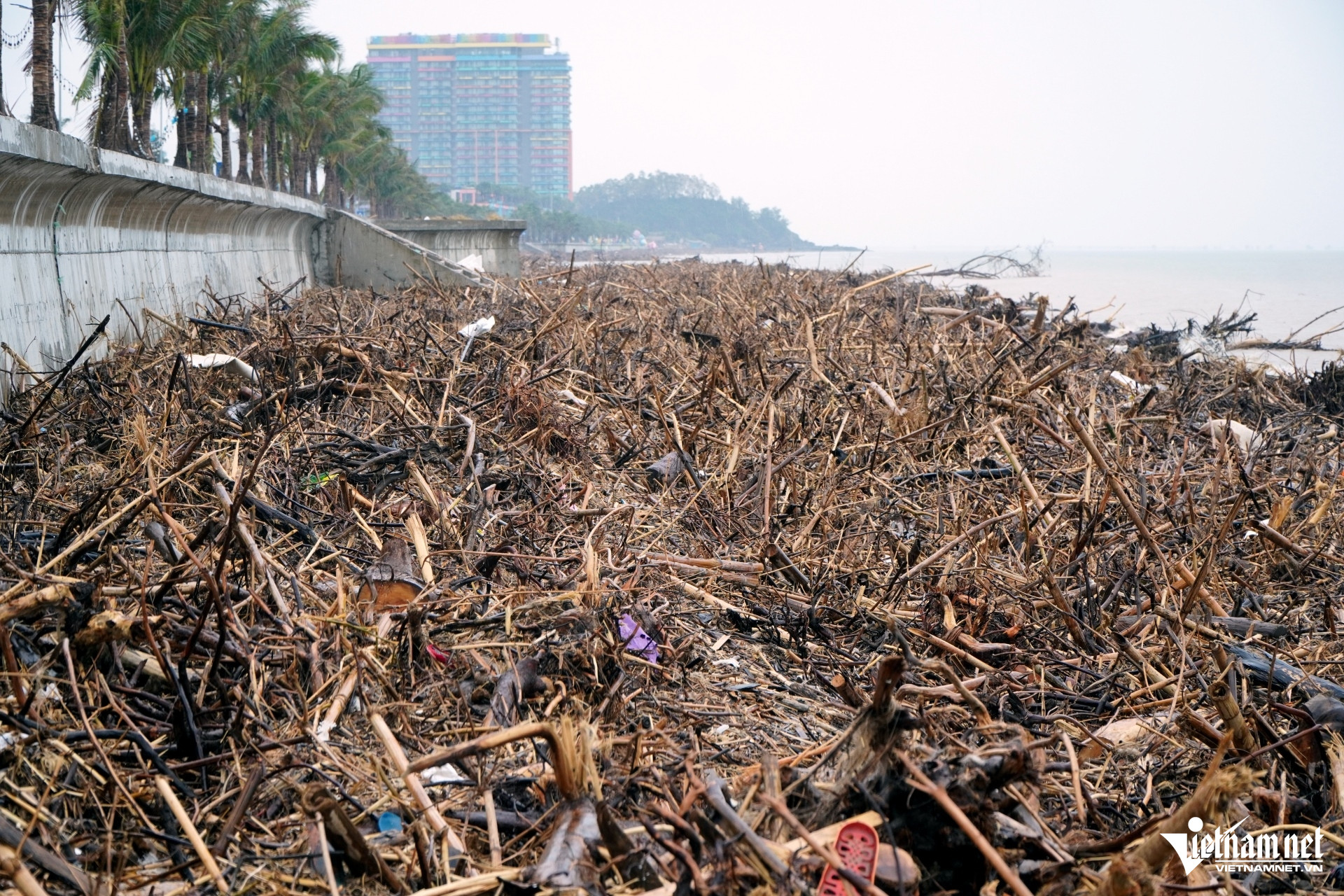 W-a1Điều bất ngờ ở bãi biển Thanh Hóa.JPG.jpg